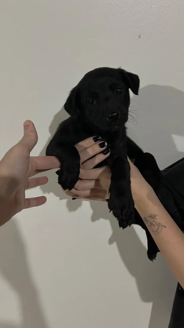 Cachorro raça SRD-ViraLata idade Abaixo de 2 meses nome Pretinho 