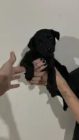 Pretinho