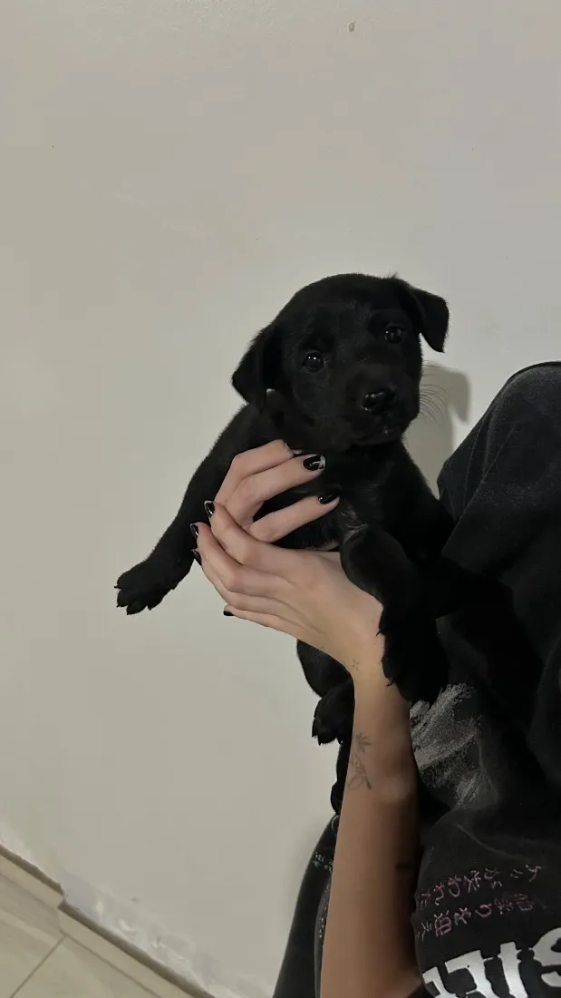 Cachorro raça SRD-ViraLata idade Abaixo de 2 meses nome Pretinho 