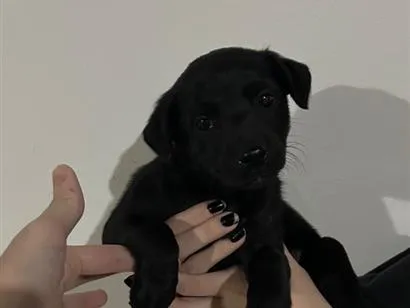 Cachorro raça SRD-ViraLata idade Abaixo de 2 meses nome Pretinho 