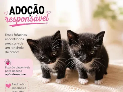 Gato raça SRD-ViraLata idade 2 a 6 meses nome Gatinhos 