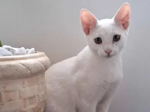 Gato raça SRD-ViraLata idade 1 ano nome Mingau 