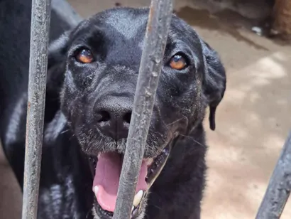 Cachorro raça SRD-ViraLata idade 4 anos nome Fogão 