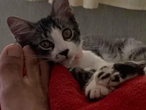 Gato raça SRD-ViraLata idade 7 a 11 meses nome Nina