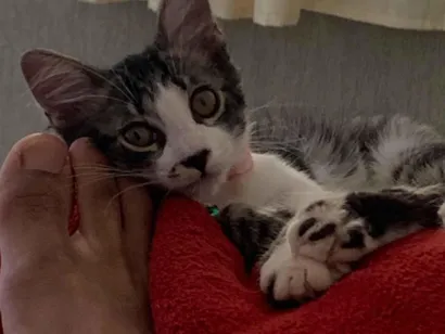 Gato raça SRD-ViraLata idade 7 a 11 meses nome Nina