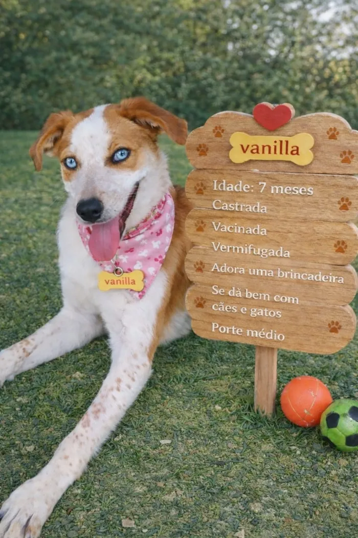 Cachorro raça SRD-ViraLata idade 7 a 11 meses nome vanilla