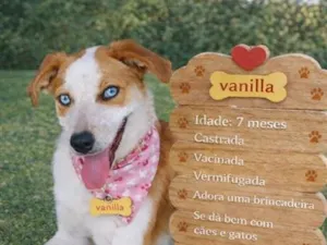 Cachorro raça SRD-ViraLata idade 7 a 11 meses nome vanilla