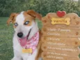 vanilla