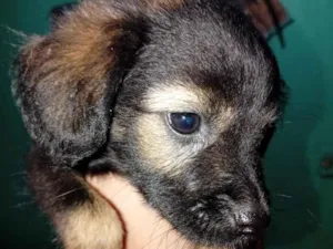 Cachorro raça SRD-ViraLata idade 2 a 6 meses nome Neguinho
