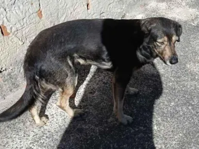 Cachorro raça SRD-ViraLata idade 2 a 6 meses nome Penélope 