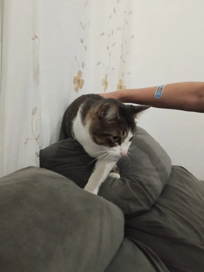 Gato raça SRD-ViraLata idade 2 anos nome Dexter