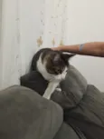 Dexter