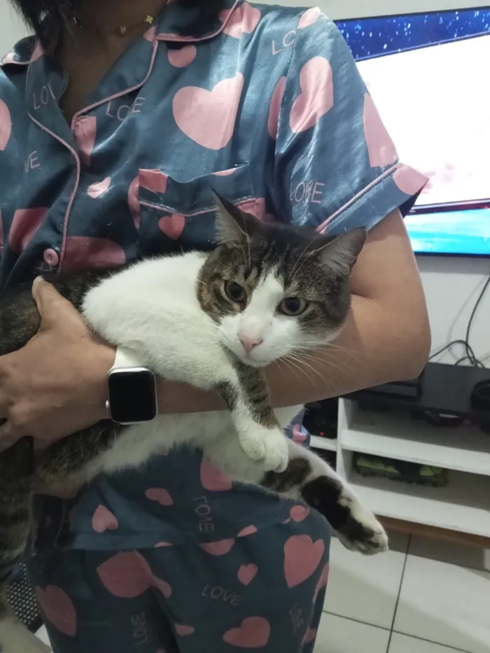 Gato raça SRD-ViraLata idade 2 anos nome Dexter
