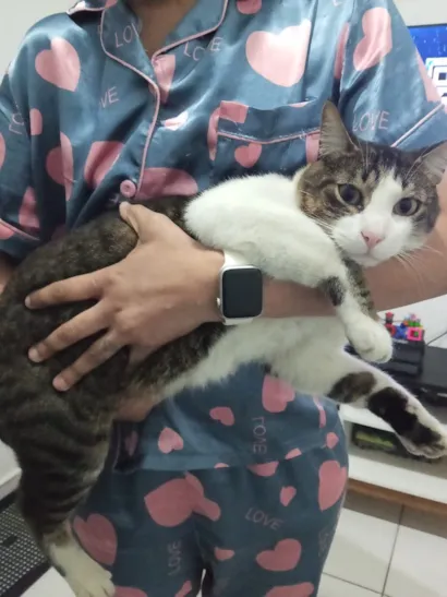 Gato raça SRD-ViraLata idade 2 anos nome Dexter