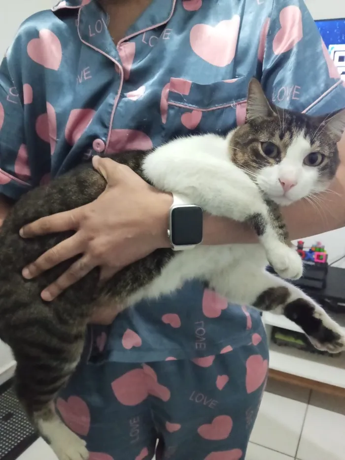 Gato raça SRD-ViraLata idade 2 anos nome Dexter