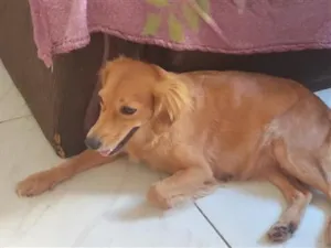 Cachorro raça SRD-ViraLata idade 3 anos nome Pandora