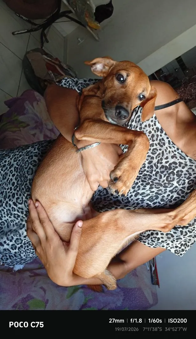 Cachorro raça SRD-ViraLata idade 7 a 11 meses nome Hércules