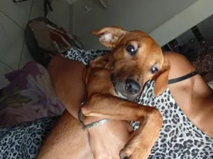Cachorro raça SRD-ViraLata idade 7 a 11 meses nome Hércules