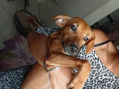Cachorro raça SRD-ViraLata idade 7 a 11 meses nome Hércules