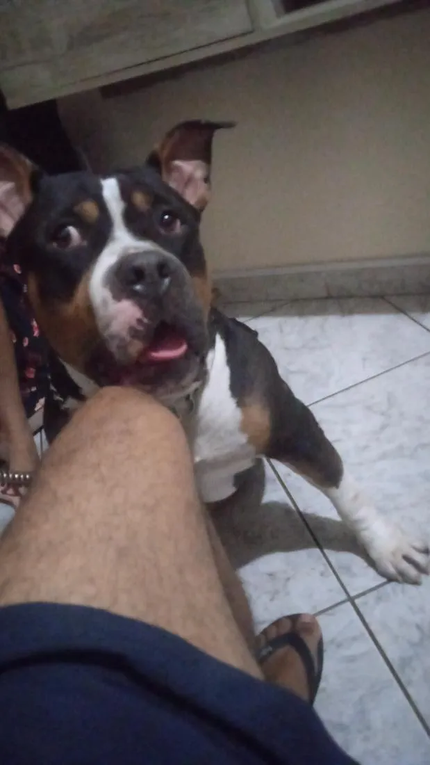 Cachorro raça Pit-Bull idade 4 anos nome Sansão