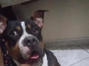 Cachorro raça Pit-Bull idade 4 anos nome Sansão