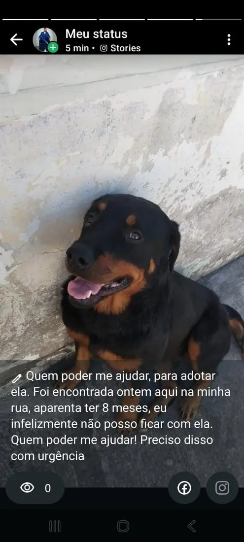 Cachorro raça Rottweiler idade 7 a 11 meses nome Mel