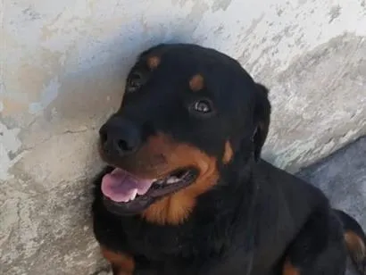 Cachorro raça Rottweiler idade 7 a 11 meses nome Mel