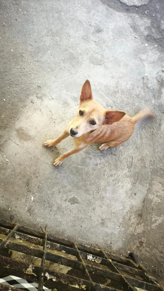 Cachorro raça SRD-ViraLata idade 7 a 11 meses nome cremosa 