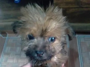 Cachorro raça SRD-ViraLata idade 2 a 6 meses nome suqui
