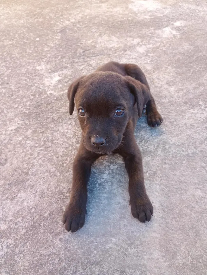 Cachorro raça Labrador idade 2 a 6 meses nome max