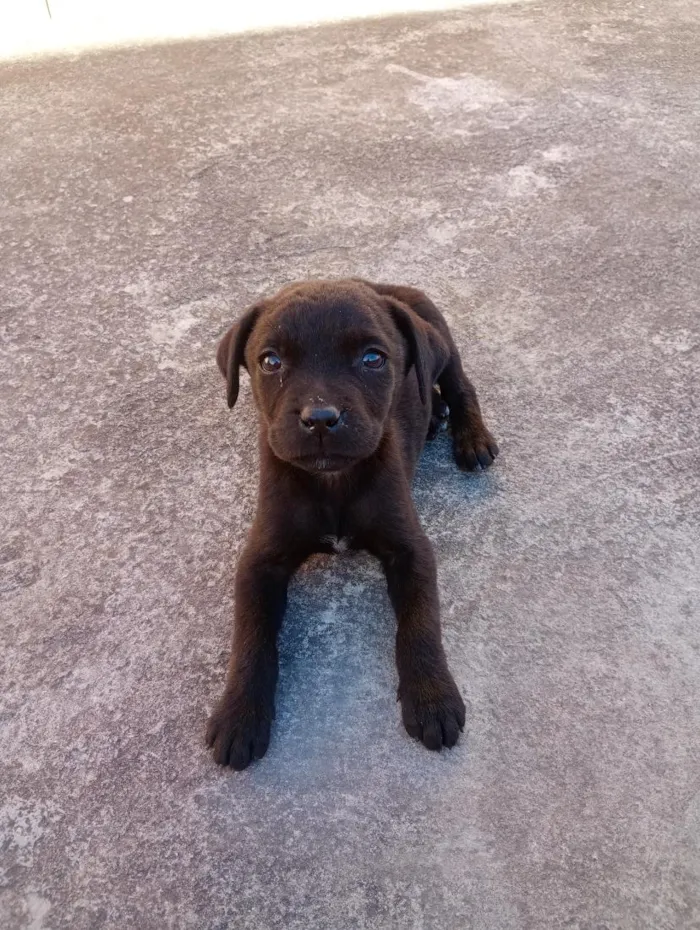 Cachorro raça Labrador idade 2 a 6 meses nome max