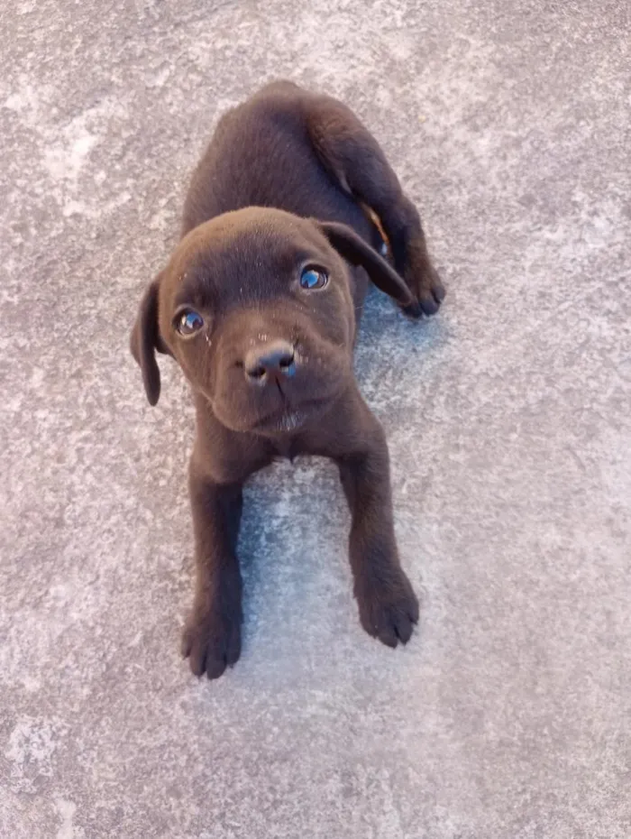 Cachorro raça Labrador idade 2 a 6 meses nome max
