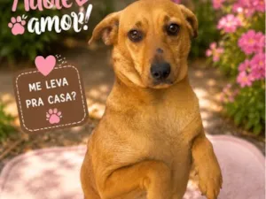 Cachorro raça SRD-ViraLata idade 2 a 6 meses nome Lana