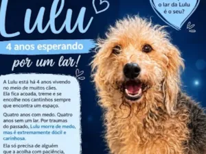 Cachorro raça SRD-ViraLata idade 4 anos nome Lulu