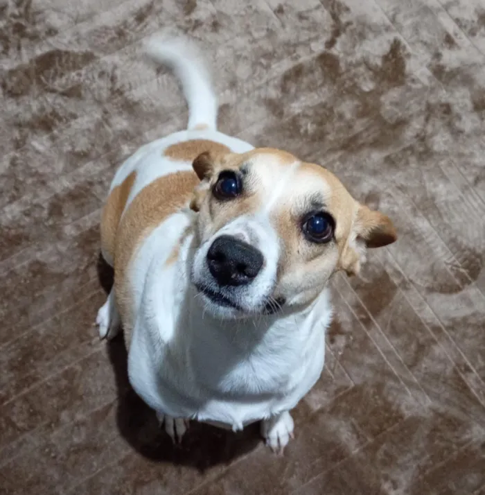 Cachorro raça SRD-ViraLata idade 1 ano nome Branquinha