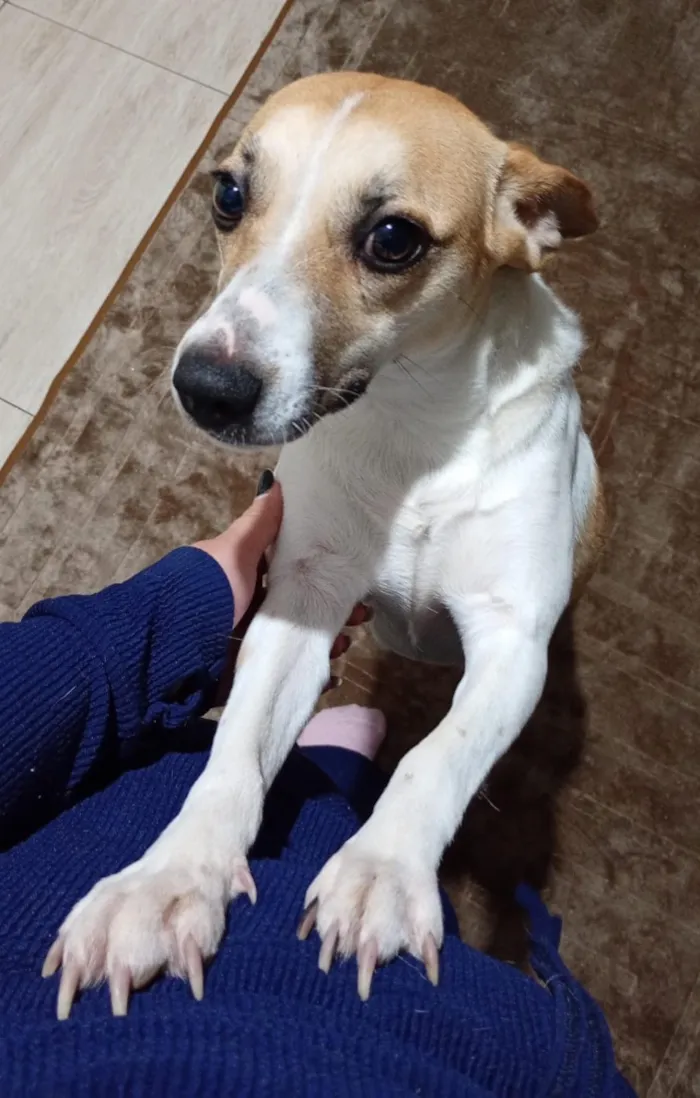 Cachorro raça SRD-ViraLata idade 1 ano nome Branquinha
