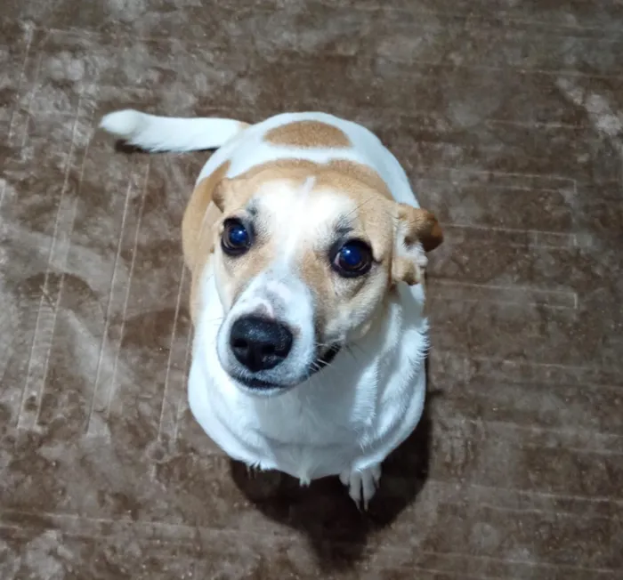 Cachorro raça SRD-ViraLata idade 1 ano nome Branquinha