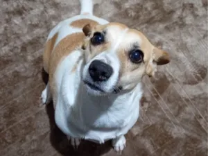 Cachorro raça SRD-ViraLata idade 1 ano nome Branquinha
