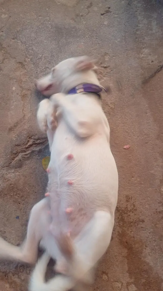 Cachorro raça SRD-ViraLata idade 1 ano nome megg