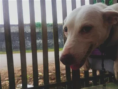 Cachorro raça SRD-ViraLata idade 1 ano nome megg
