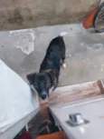 Tobi