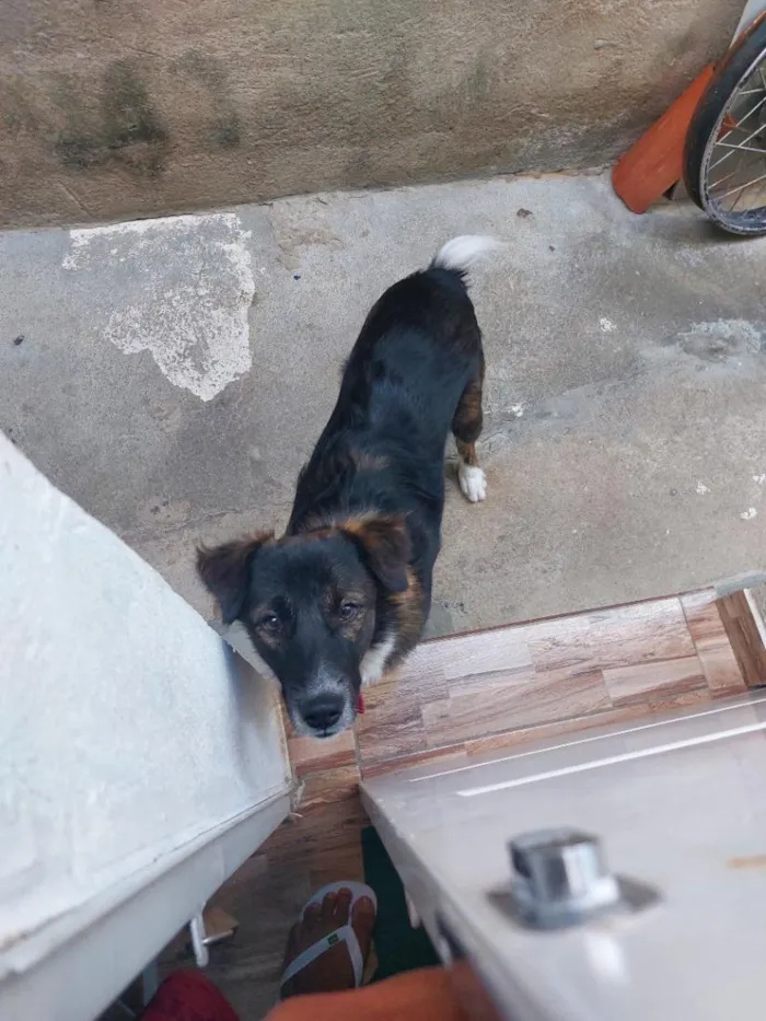 Cachorro raça SRD-ViraLata idade 7 a 11 meses nome Tobi