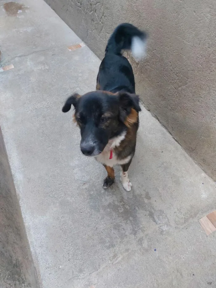 Cachorro raça SRD-ViraLata idade 7 a 11 meses nome Tobi