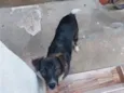 Tobi