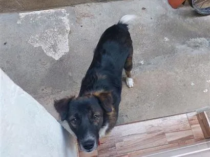 Cachorro raça SRD-ViraLata idade 7 a 11 meses nome Tobi