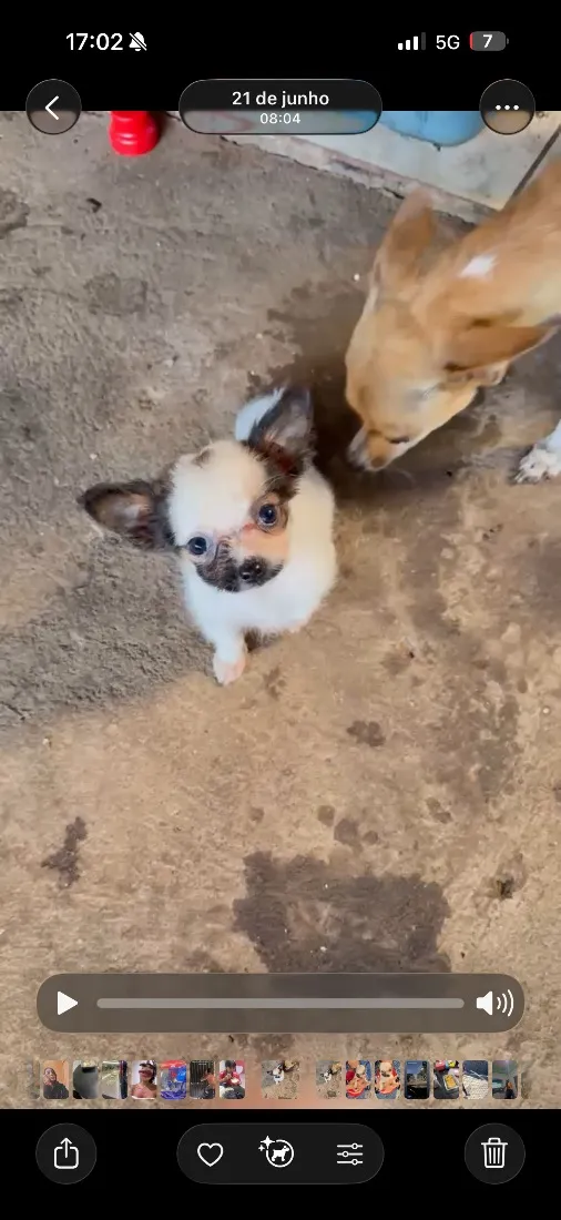 Cachorro raça Shitzu idade Abaixo de 2 meses nome Sem nome 