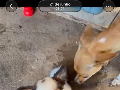 Cachorro raça Shitzu idade Abaixo de 2 meses nome Sem nome 
