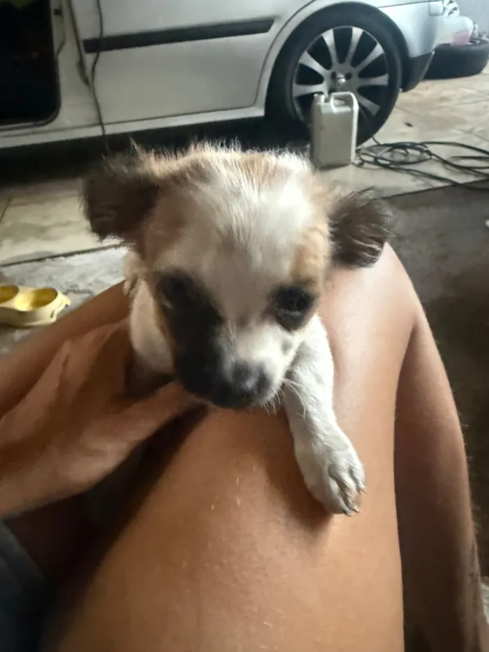Cachorro raça Shitzu idade Abaixo de 2 meses nome Sem nome 