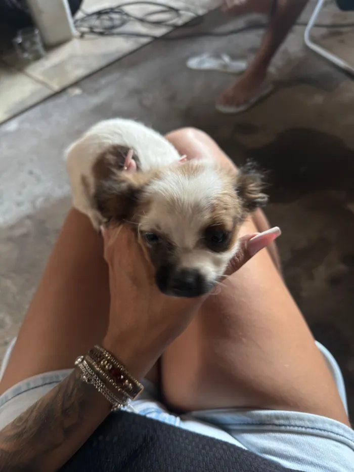 Cachorro raça Shitzu idade Abaixo de 2 meses nome Sem nome 