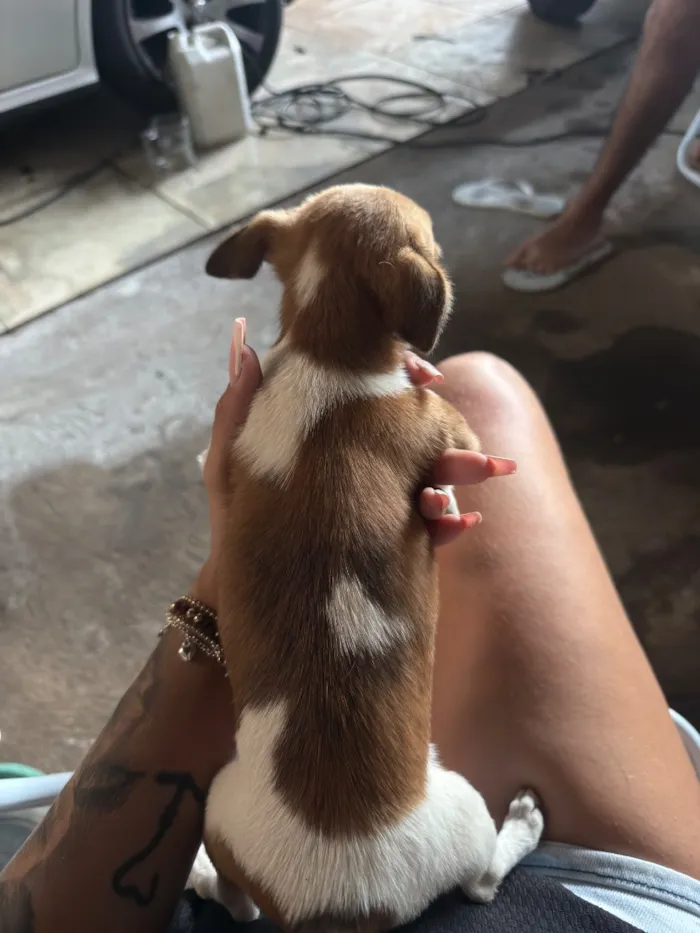 Cachorro raça Shitzu idade Abaixo de 2 meses nome Não tem 